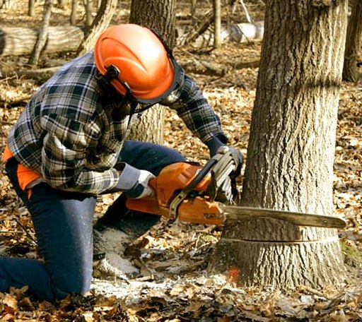 Tree Removal in Kingsville, TX